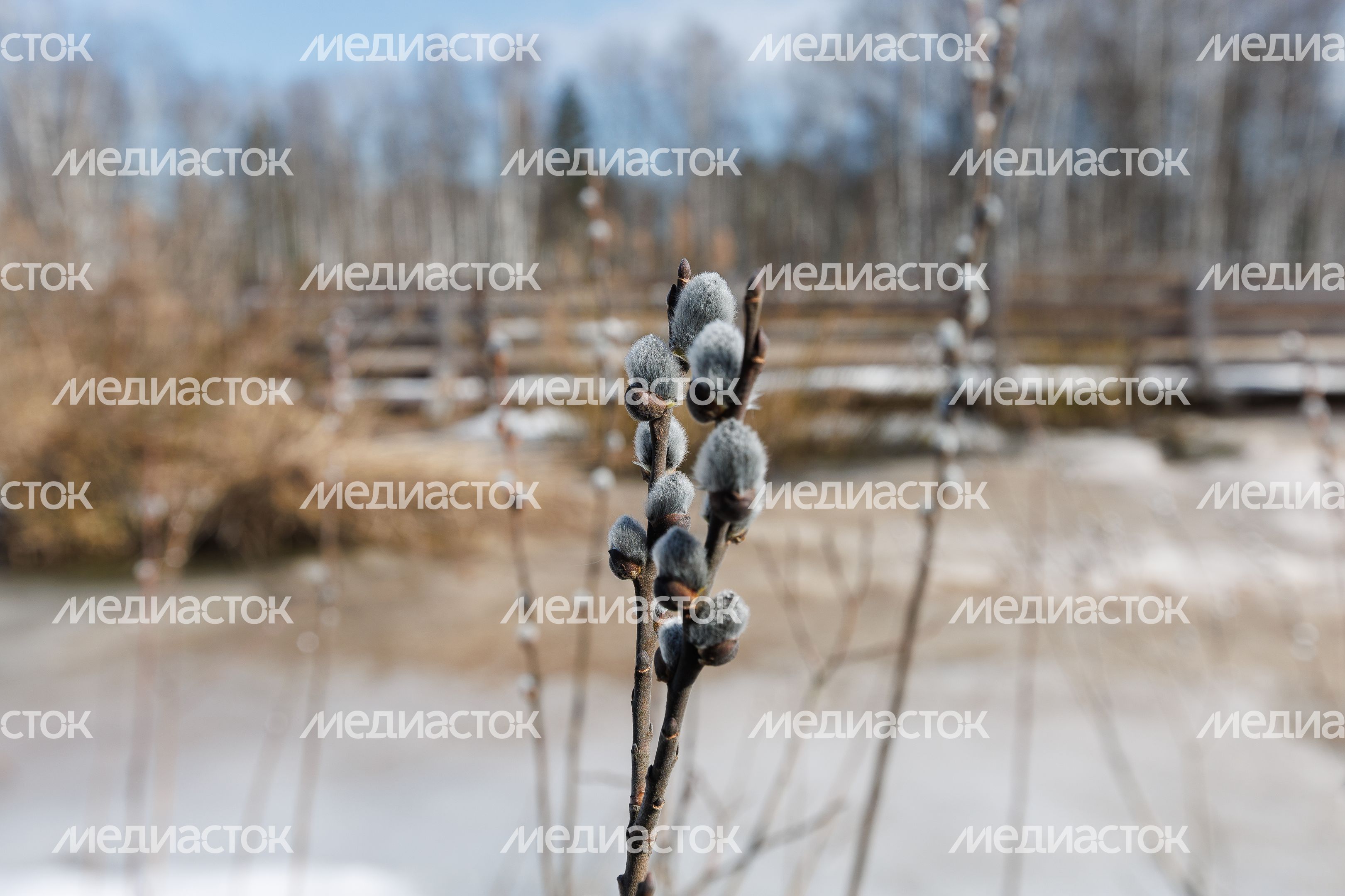 Весна в национальном парке «Лосиный остров» Лосино-Петровского округа Весна в национальном парке «Лосиный остров» Лосино-Петровского округа