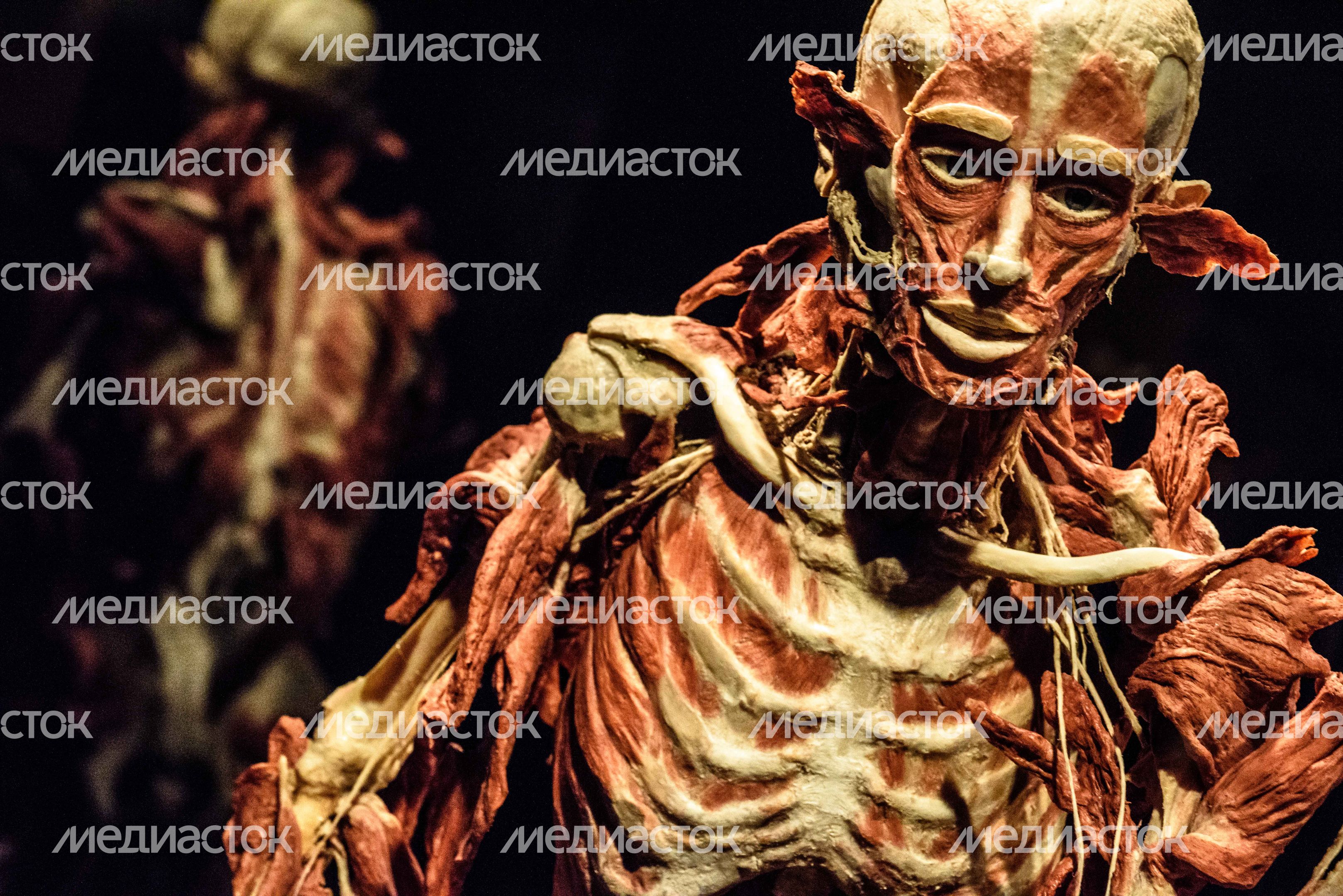 Выставка «Body Worlds» на ВДНХ