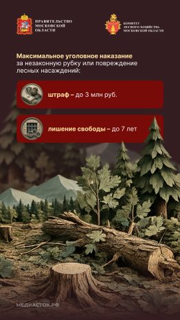 Незаконная рубка вертикаль 08