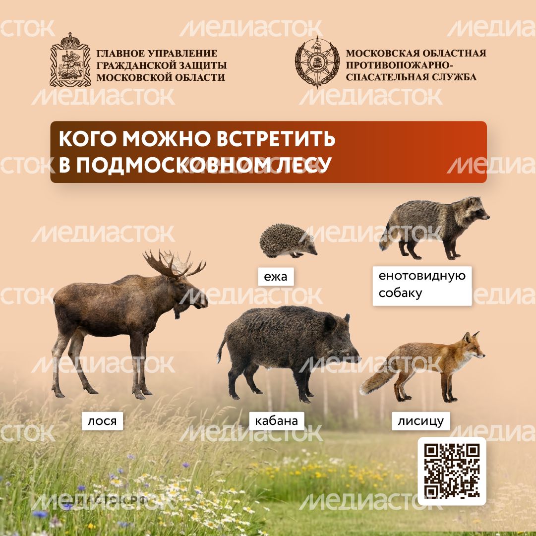 Что делать при встрече с диким животным квадрат 01 Что делать при встрече с диким животным квадрат 01