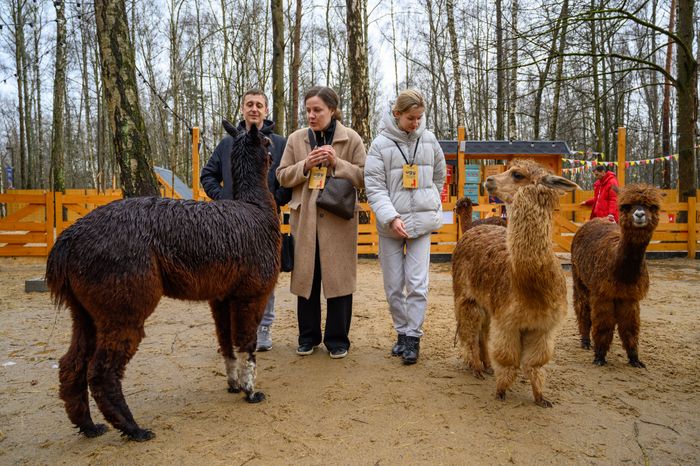 Парк альпак «Пача мама» в Домодедово