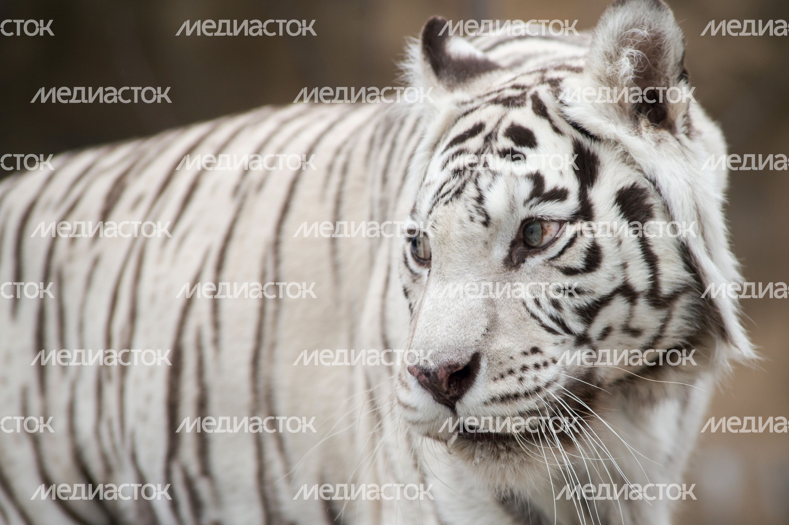 Бенгальская тигрица в Московском зоопарке