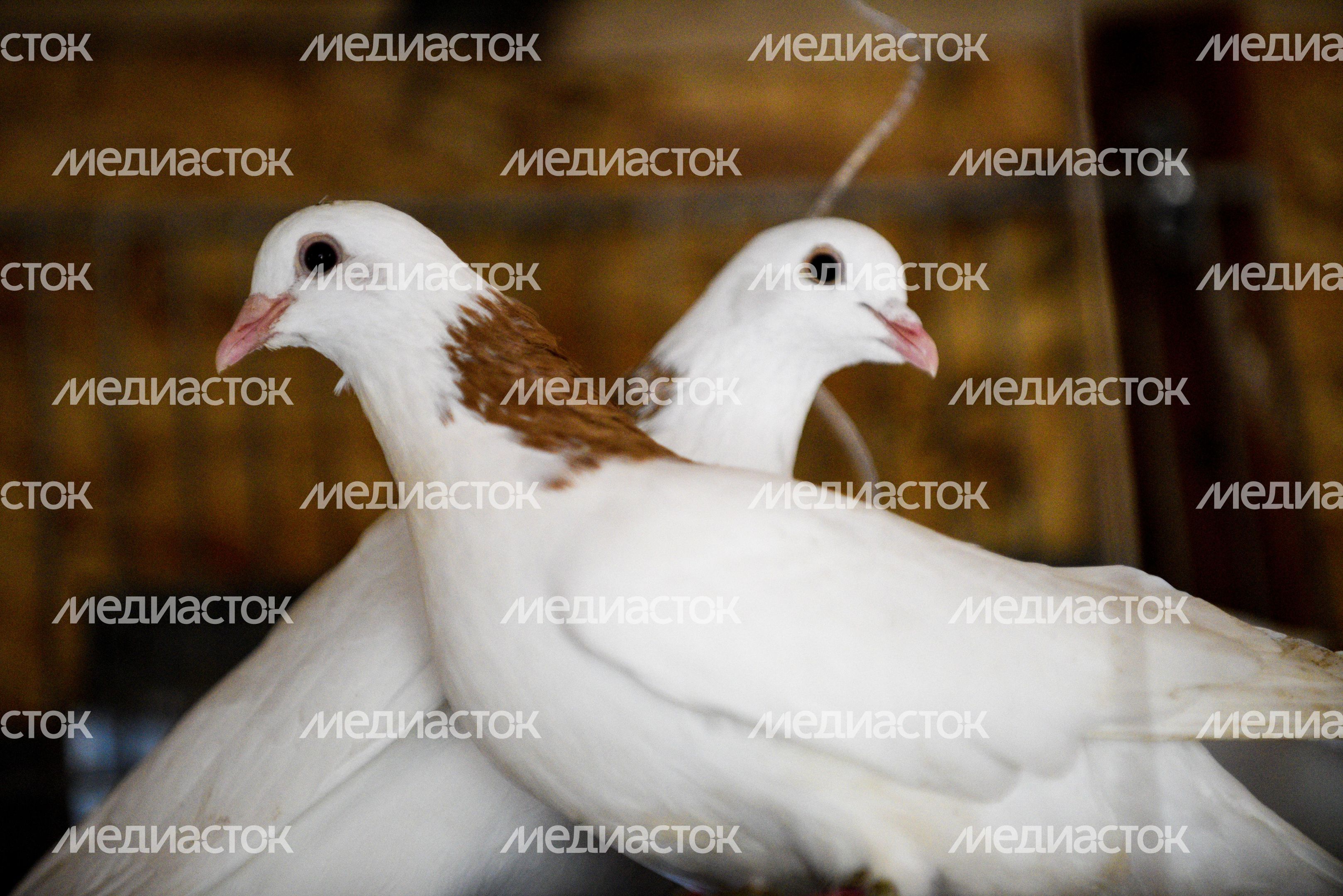Голубятня в Москве