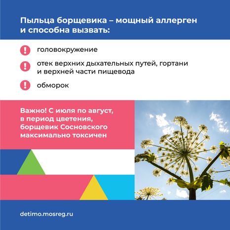 Квадрат_Борщевик Сосновского_04.png