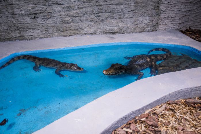 Зооферма "Шихово" в Дмитровском округе зимой