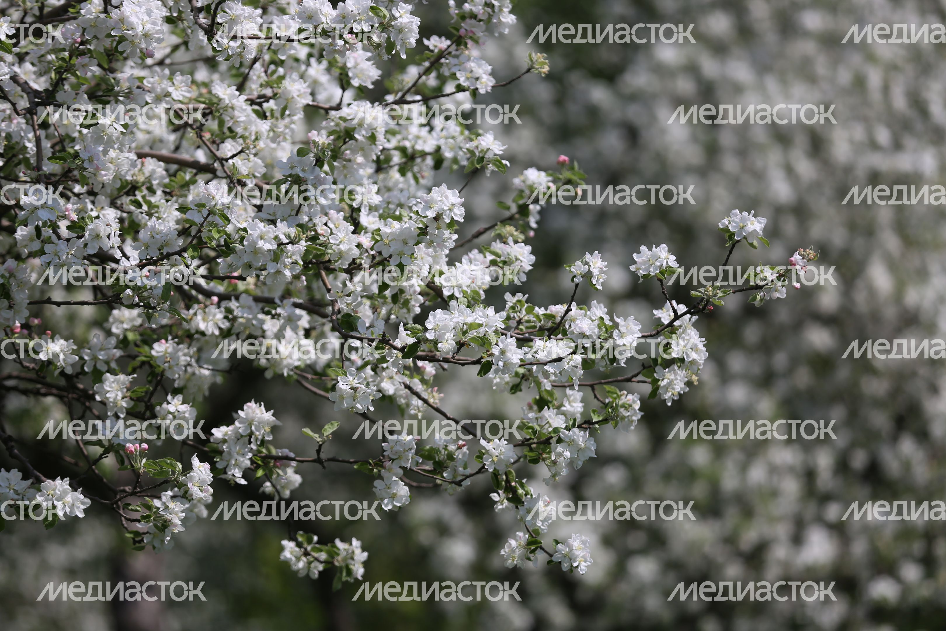 Цветение яблони в музее-заповеднике «Коломенское» в Москве
