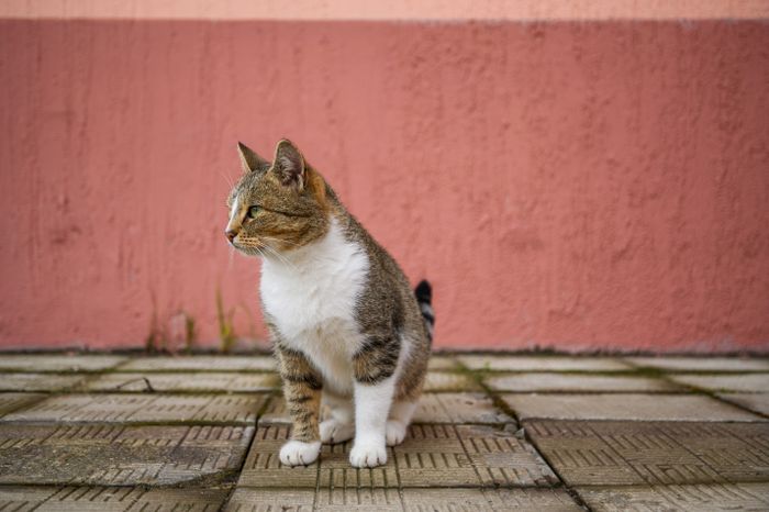 Коты Подмосковья