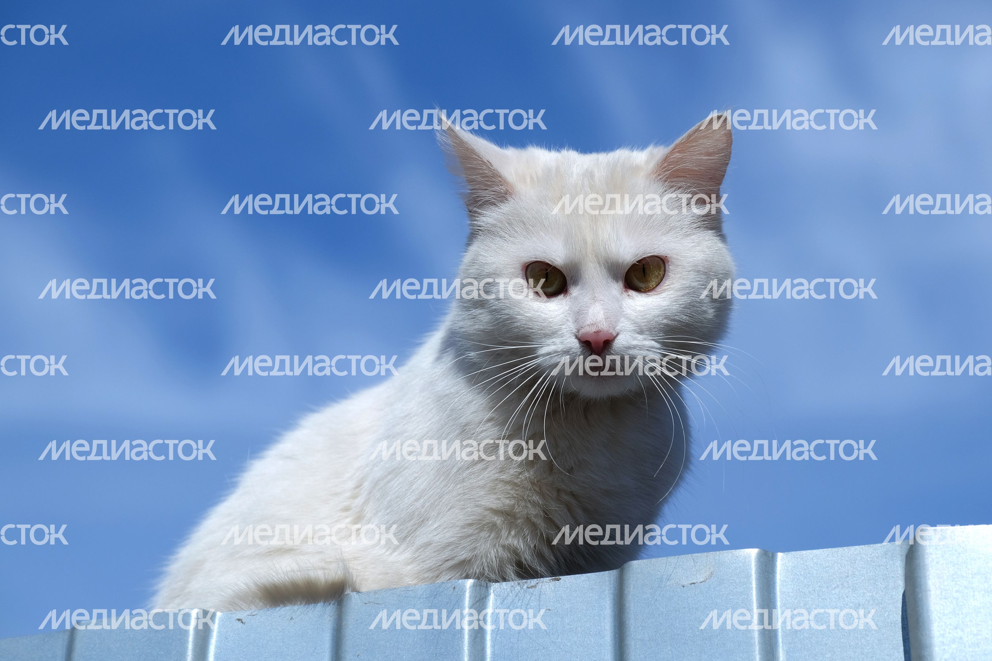Кошка в Павловском Посаде