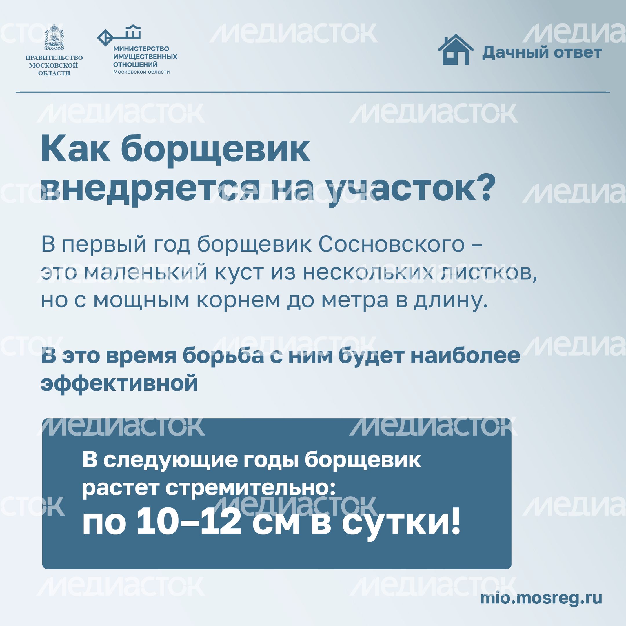 Дачный ответ_борщевик-13.jpg