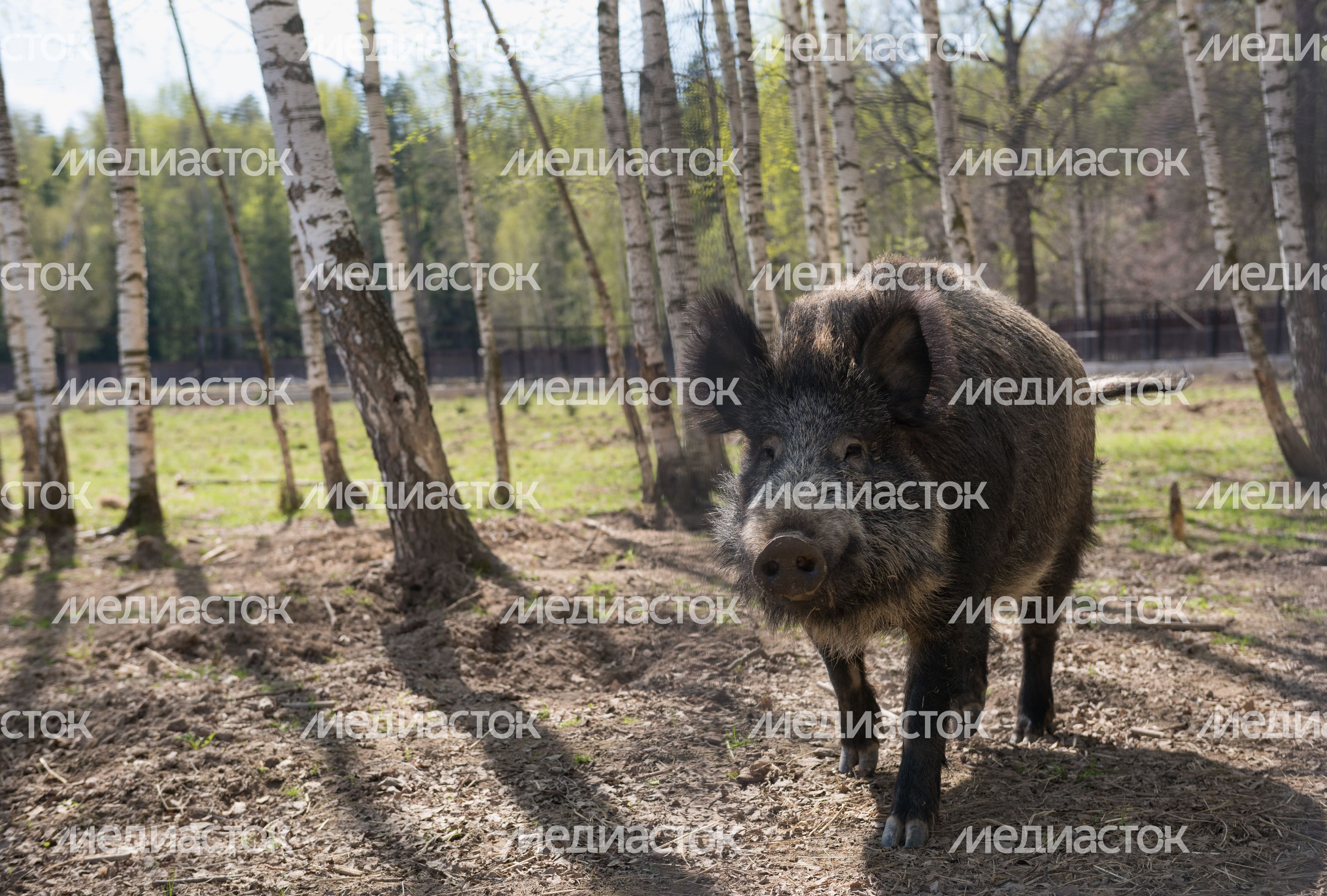 Национальный парк Лосиный остров