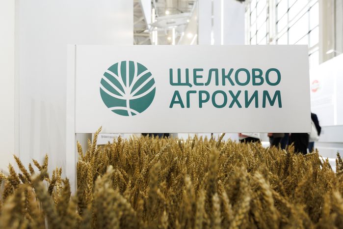 Пшеница сорта «Ермоловка», выведенная подмосковными селекционерами, на стенде «Щелково агрохим»  выставки «Золотая осень-2025»
