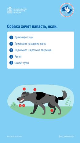 Осторожно злая собака вертикаль 05