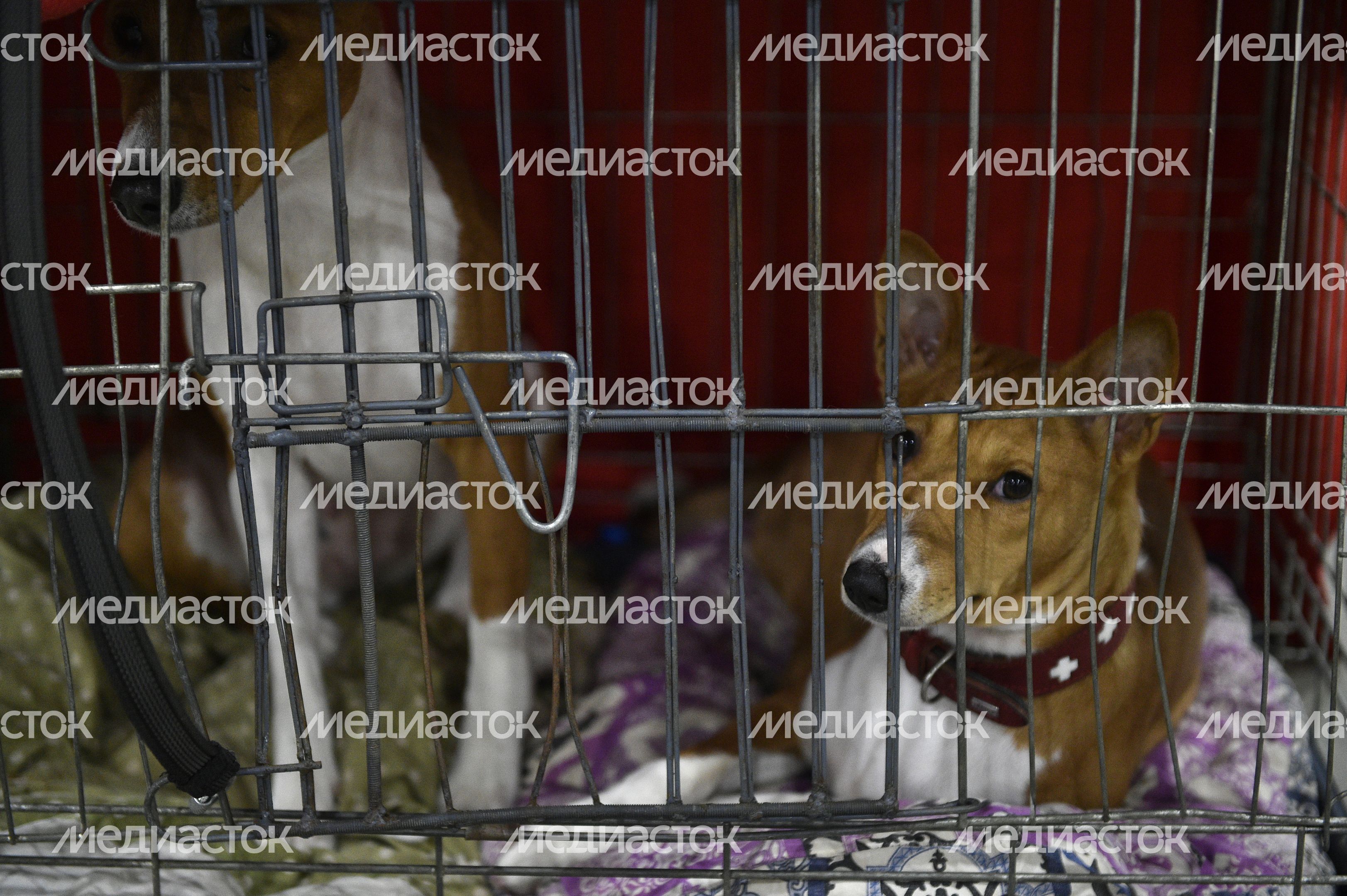 Всемирная выставка собак World Dog Show 2016 в МВЦ «Крокус Экспо» Всемирная выставка собак World Dog Show 2016 в МВЦ «Крокус Экспо»