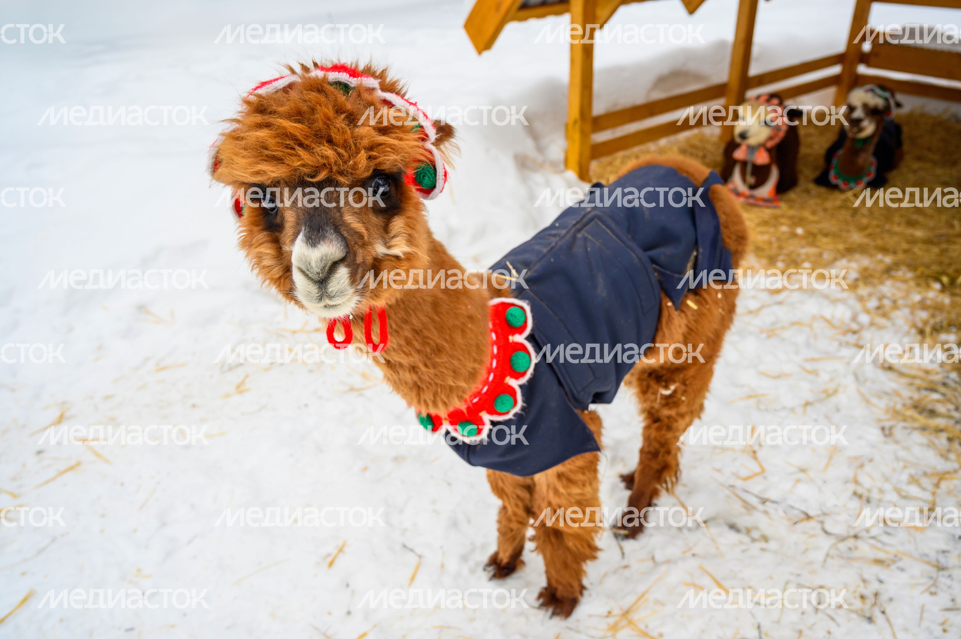 Животные в парке альпак «Пача мама» в парке «Взлет» Домодедово