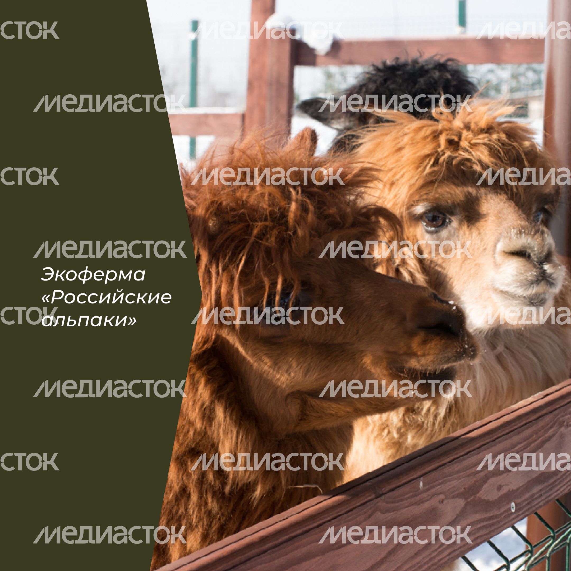 Фермы с животными-26.jpg