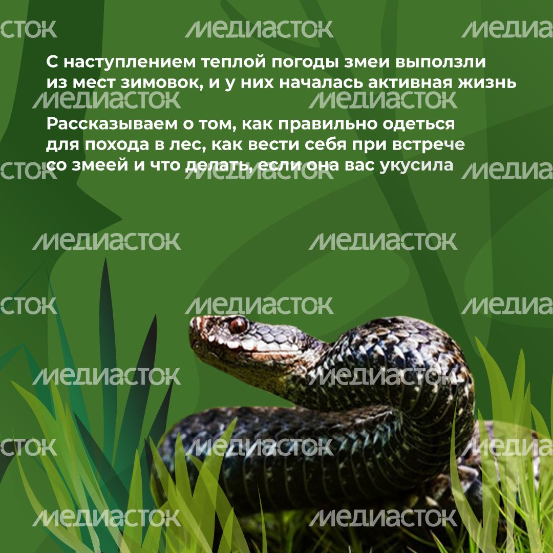 комлесхоз_змеи_кв_2