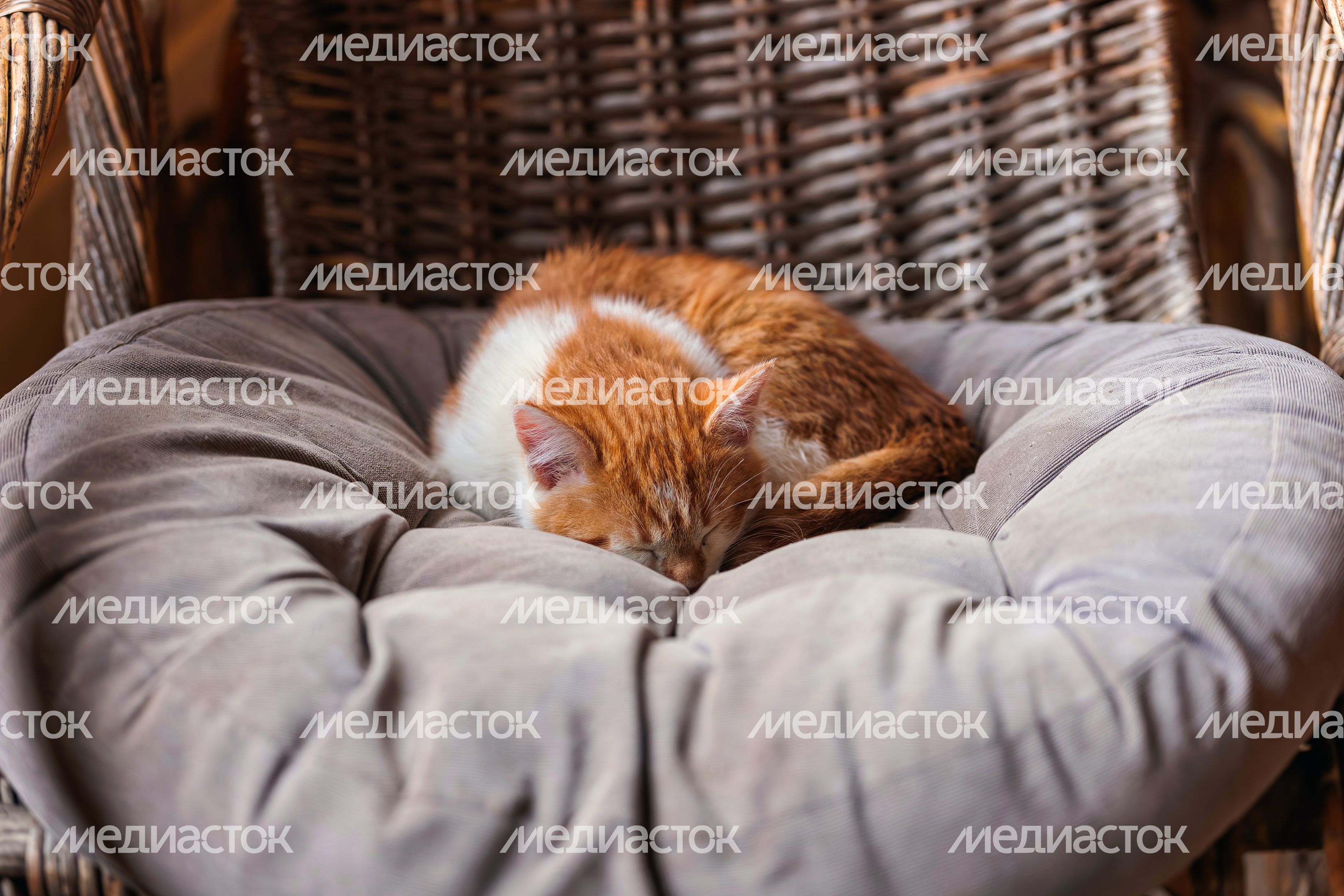 Котенок спит на мягкой подстилке