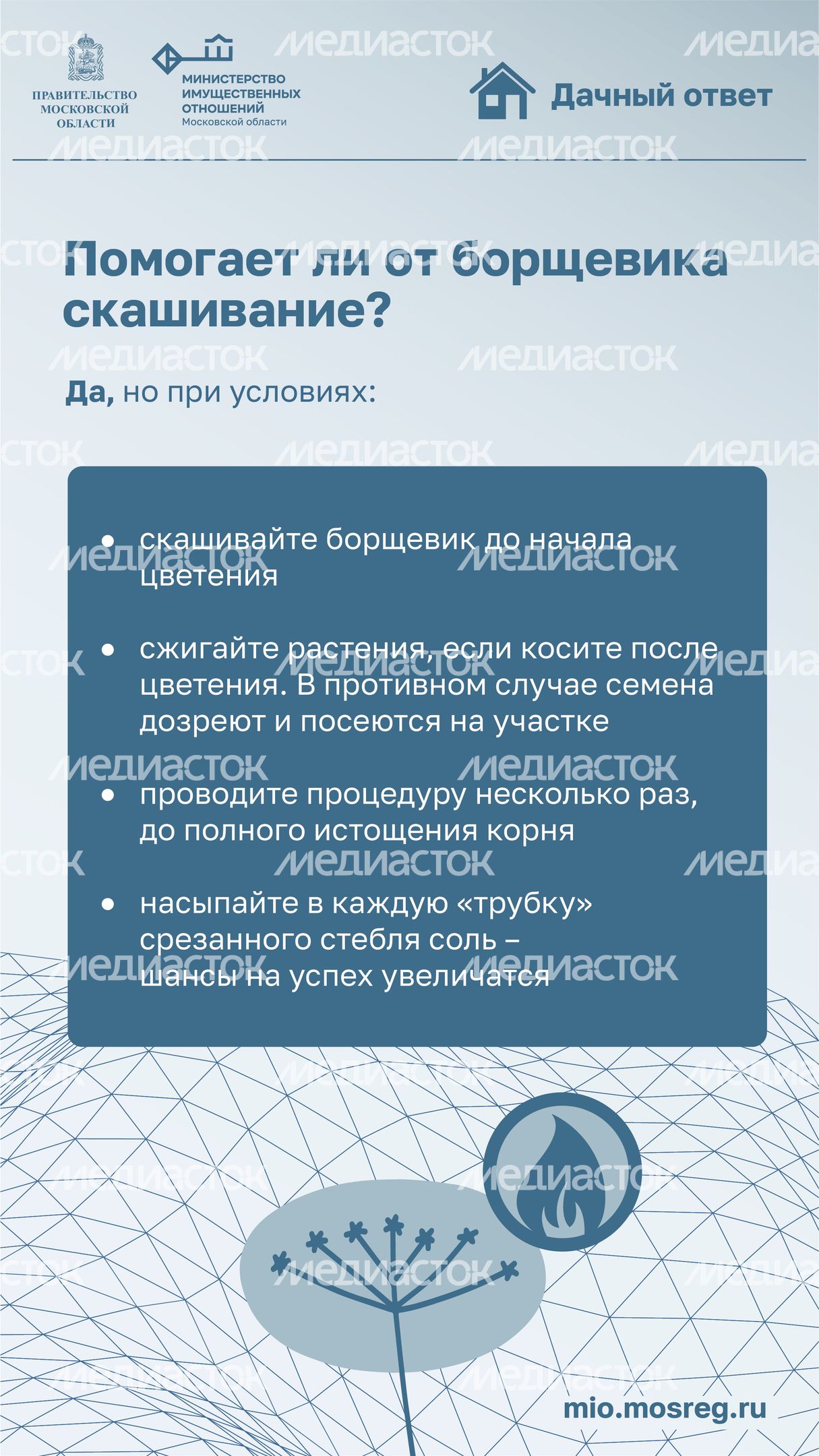 Дачный ответ_борщевик-04.jpg