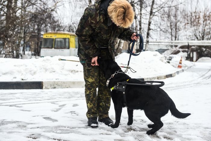 Школа собак‑проводников в Подмосковье