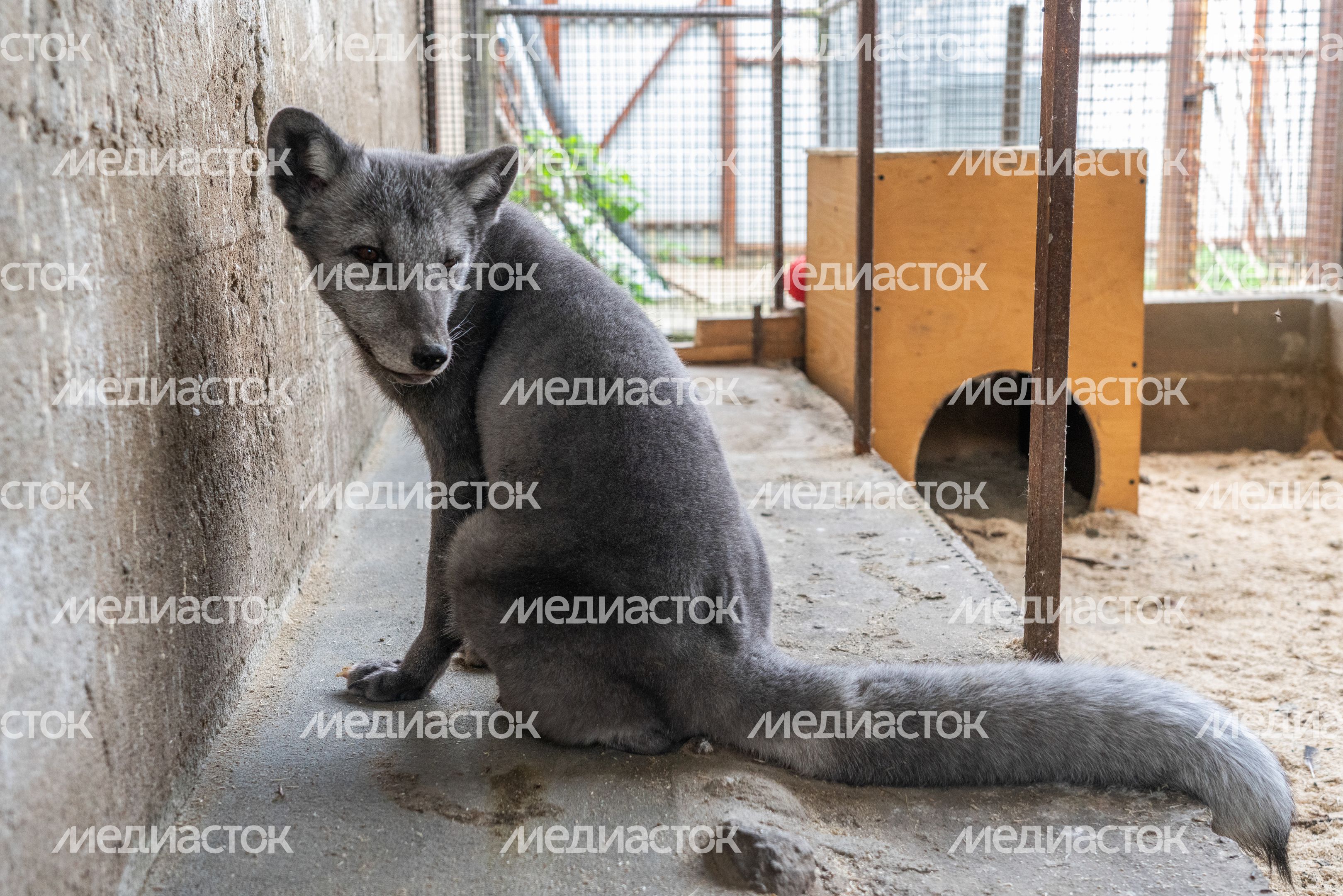 Оленья ферма ZooОleni в Рузском округе летом Оленья ферма ZooОleni в Рузском округе летом