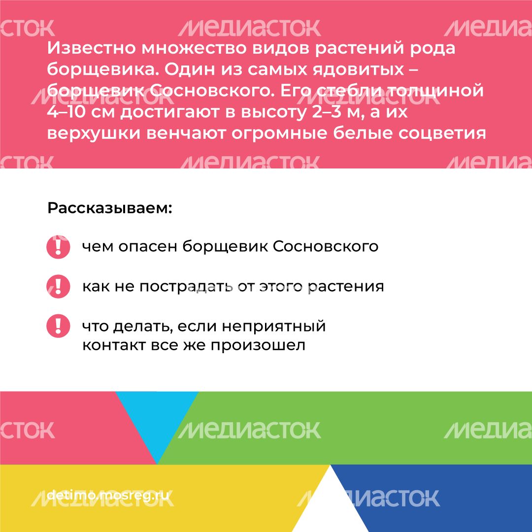 Квадрат_Борщевик Сосновского_02.png