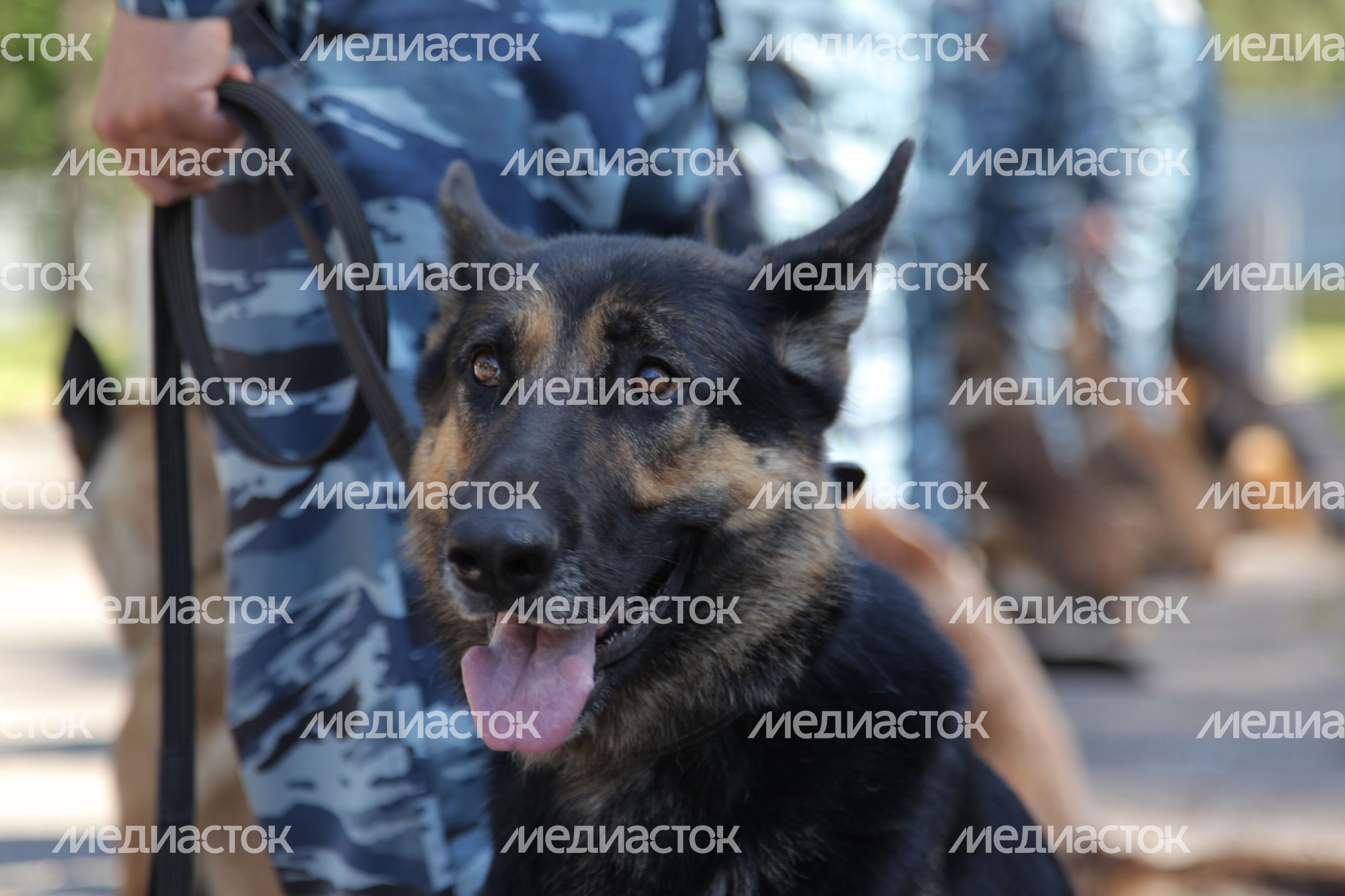 Центр кинологической службы в Дубне