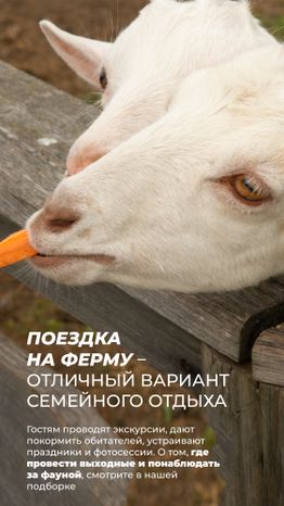 Фермы с животными