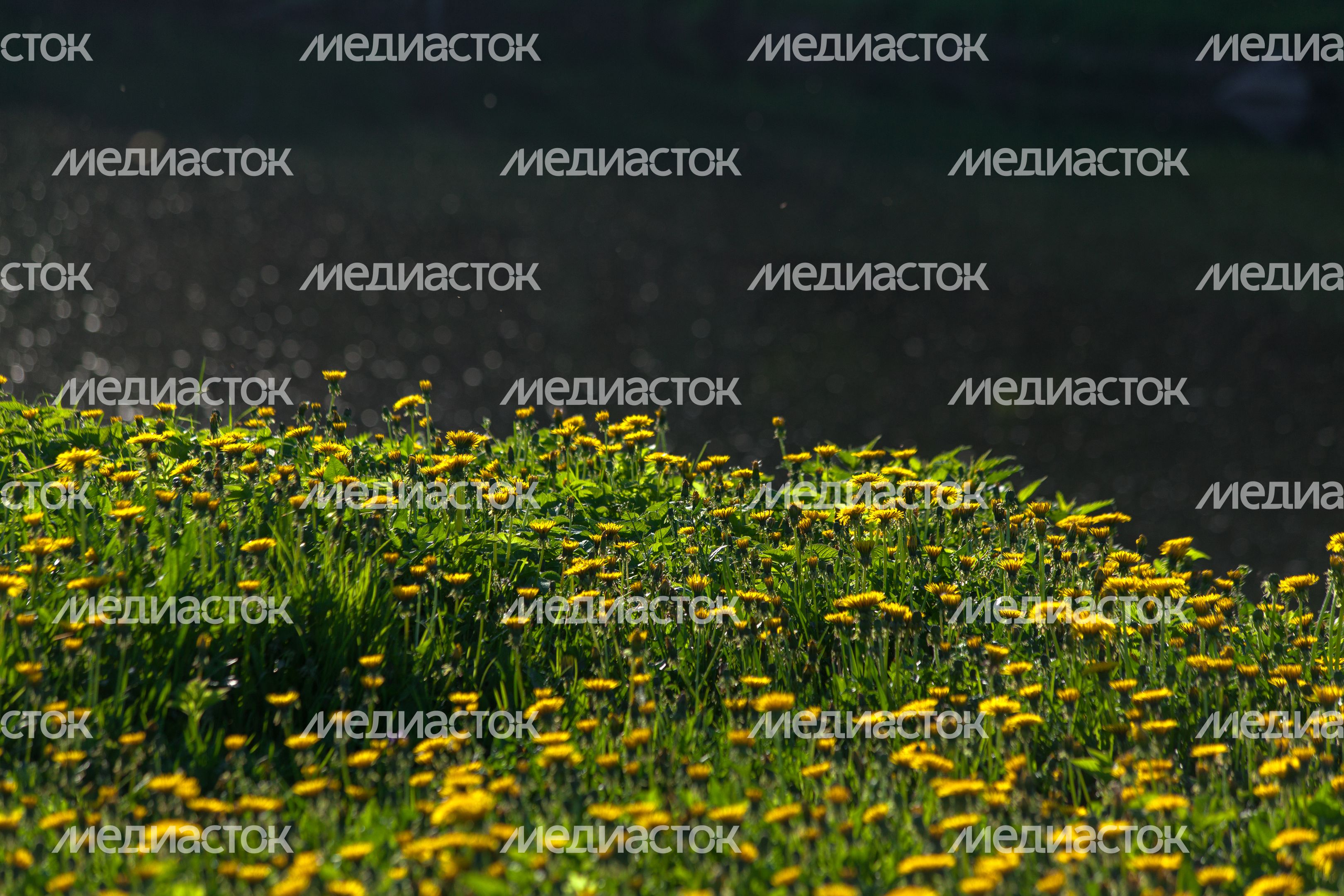 Природа Подмосковья: весна в одуванчиках Природа Подмосковья: весна в одуванчиках