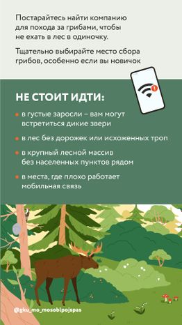 Вертикаль грибы 05.jpg