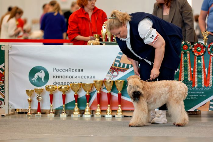 Собаки 261 породы на Национальной выставке собак всех пород в КВЦ «Патриот Экспо» Одинцовского округа