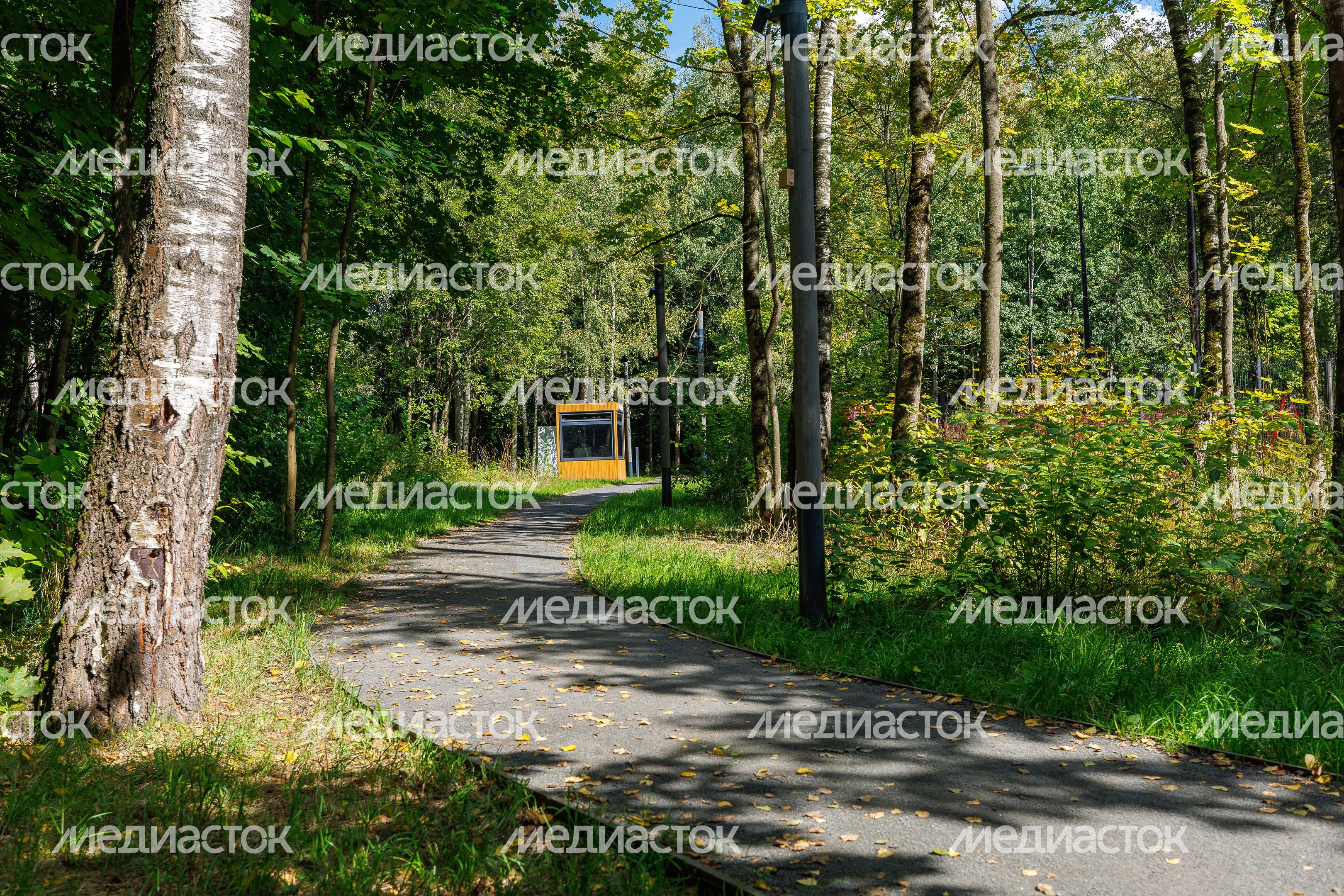 Химкинский лесопарк летом Химкинский лесопарк летом
