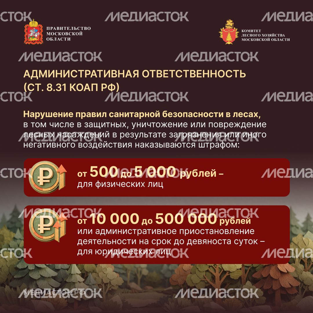 Санитарная безопасность в лесах квадрат 04 Санитарная безопасность в лесах квадрат 04