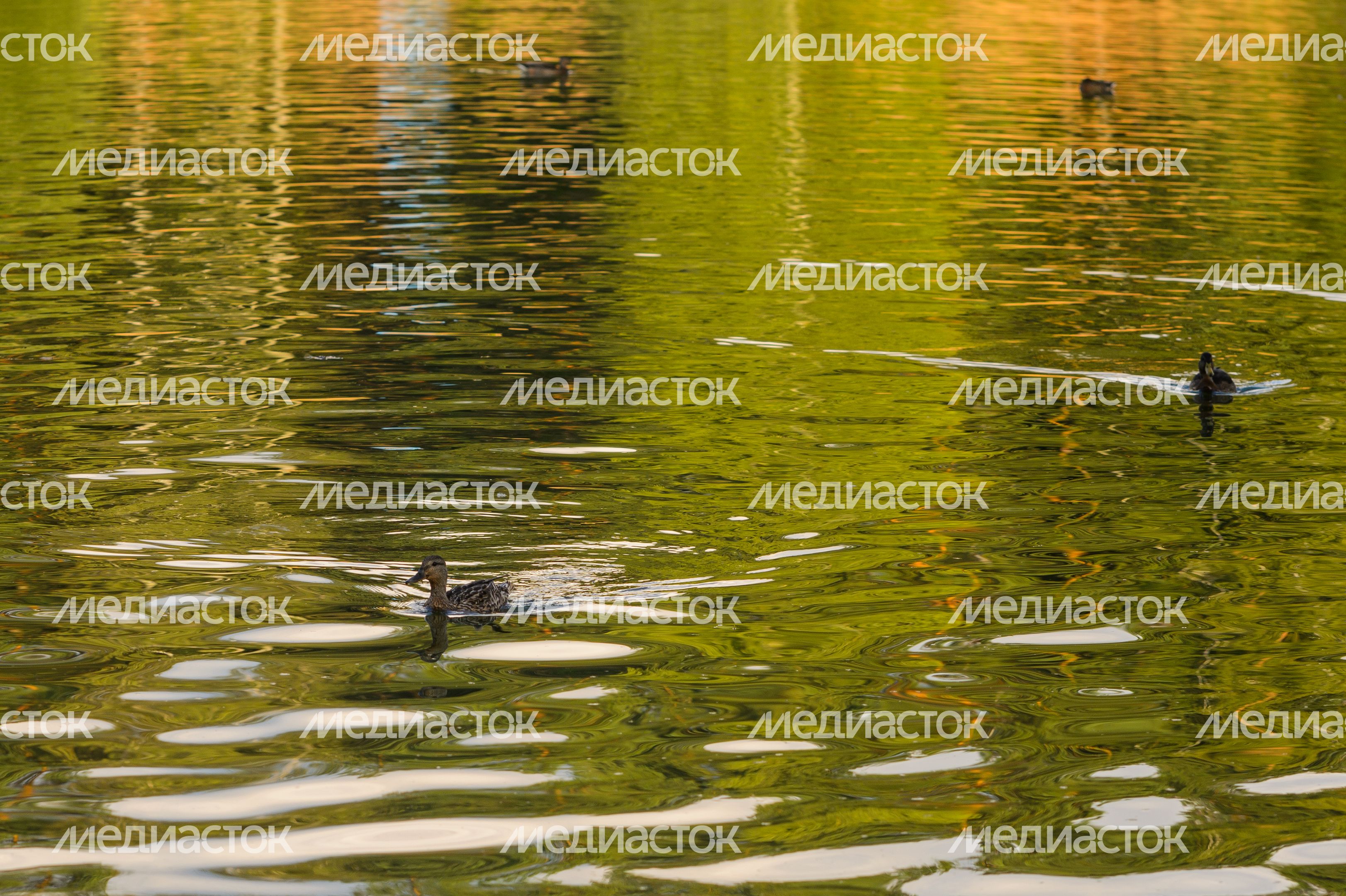 Черноголовка. Озеро Южное