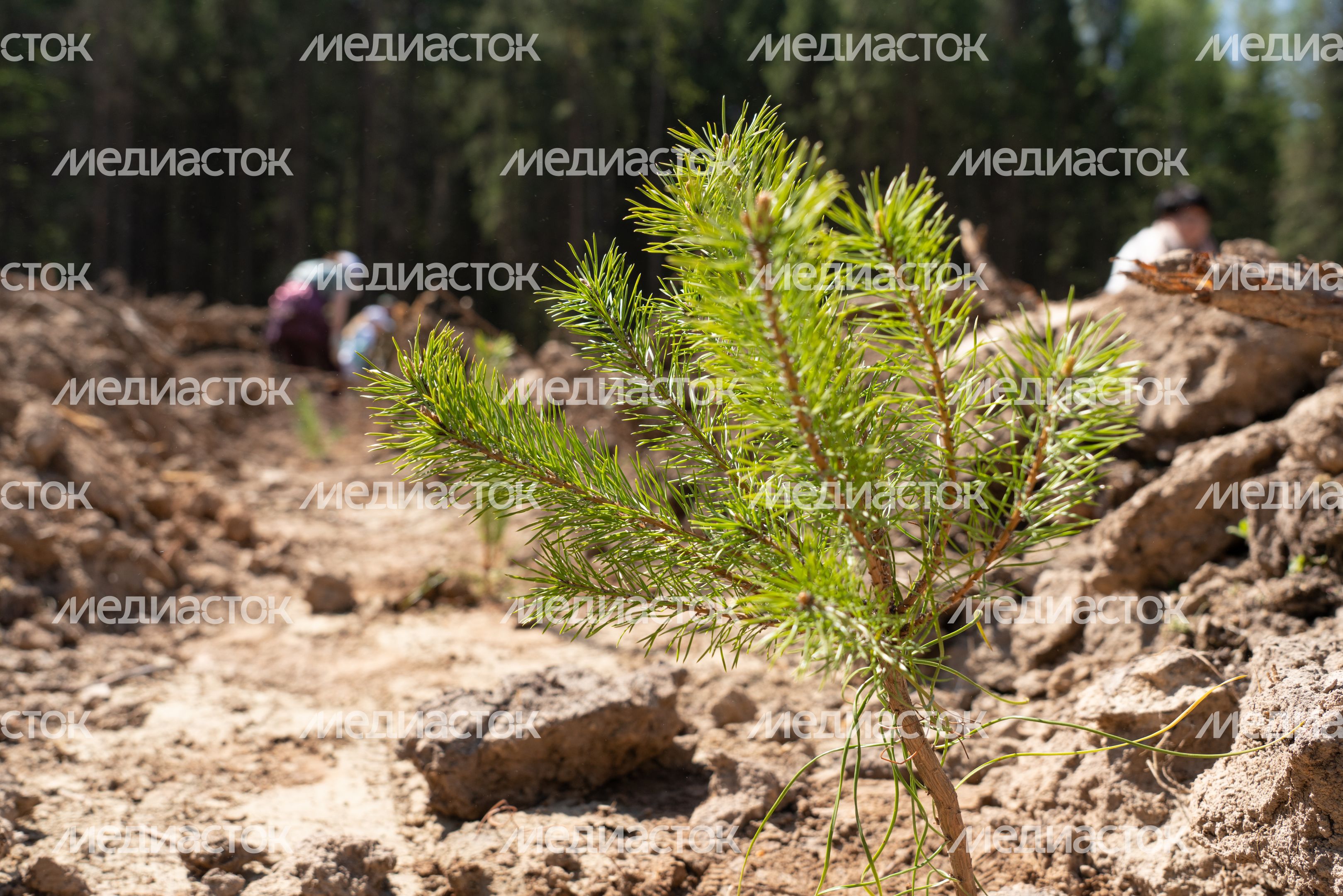 Лес Победы Лес Победы