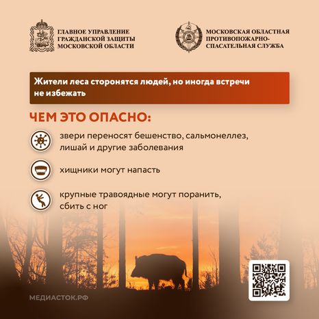 Что делать при встрече с диким животным квадрат 02