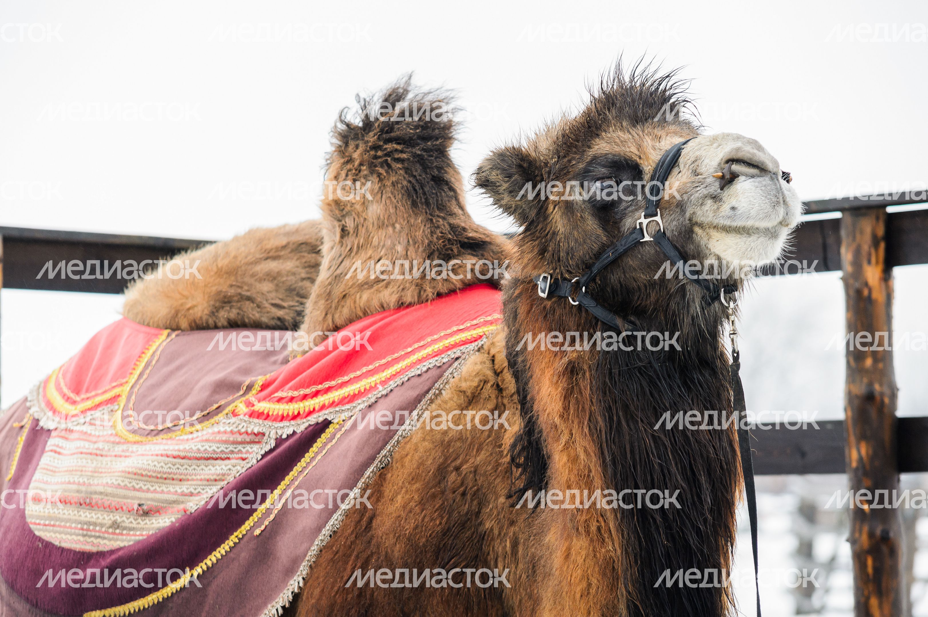 Этнопарк «Кочевник» в Хотьково зимой