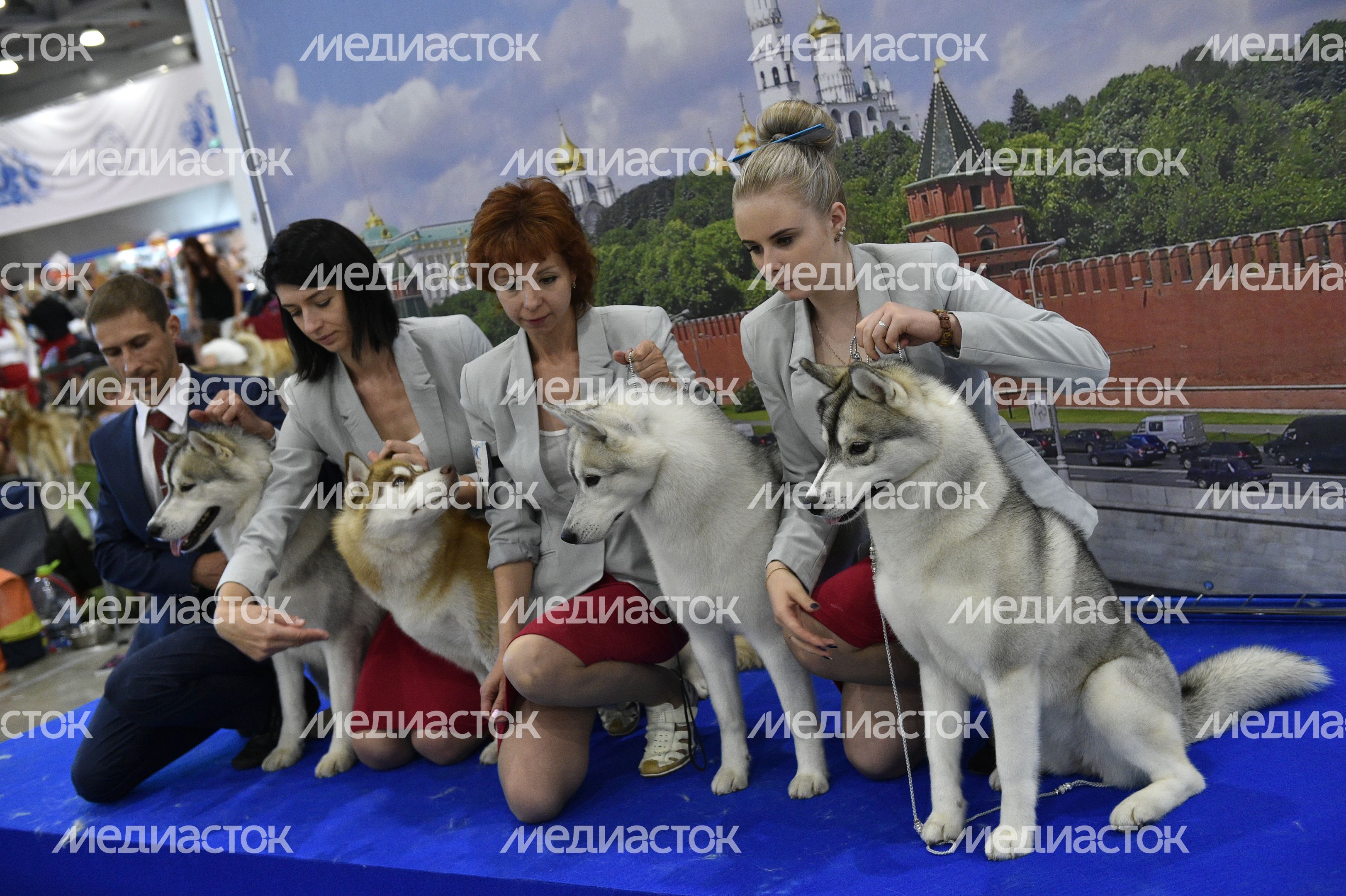 Всемирная выставка собак World Dog Show 2016 в МВЦ «Крокус Экспо» Всемирная выставка собак World Dog Show 2016 в МВЦ «Крокус Экспо»