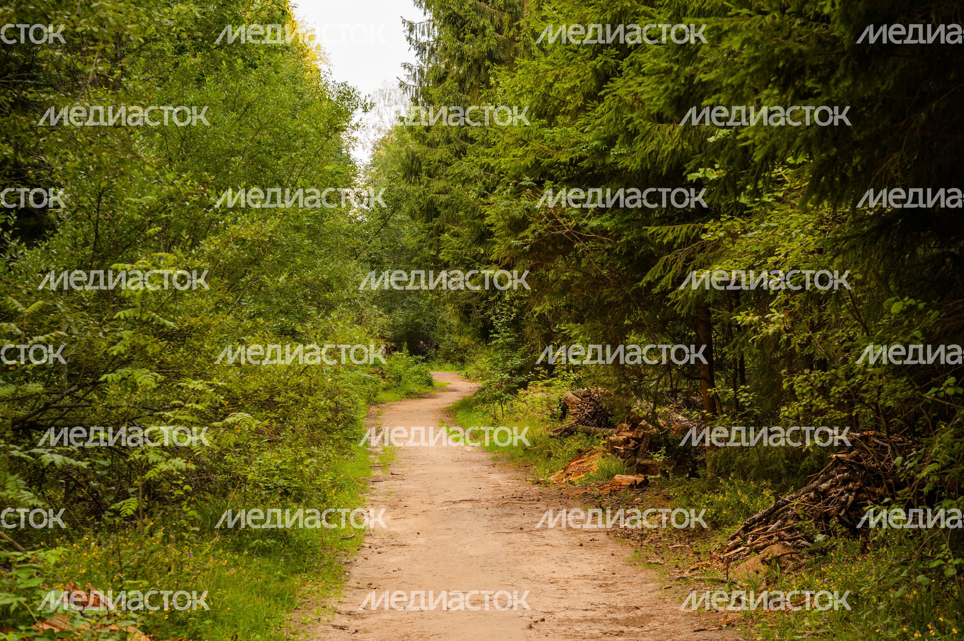 Горокруг Черноголовка. Летние виды реки Черноголовки