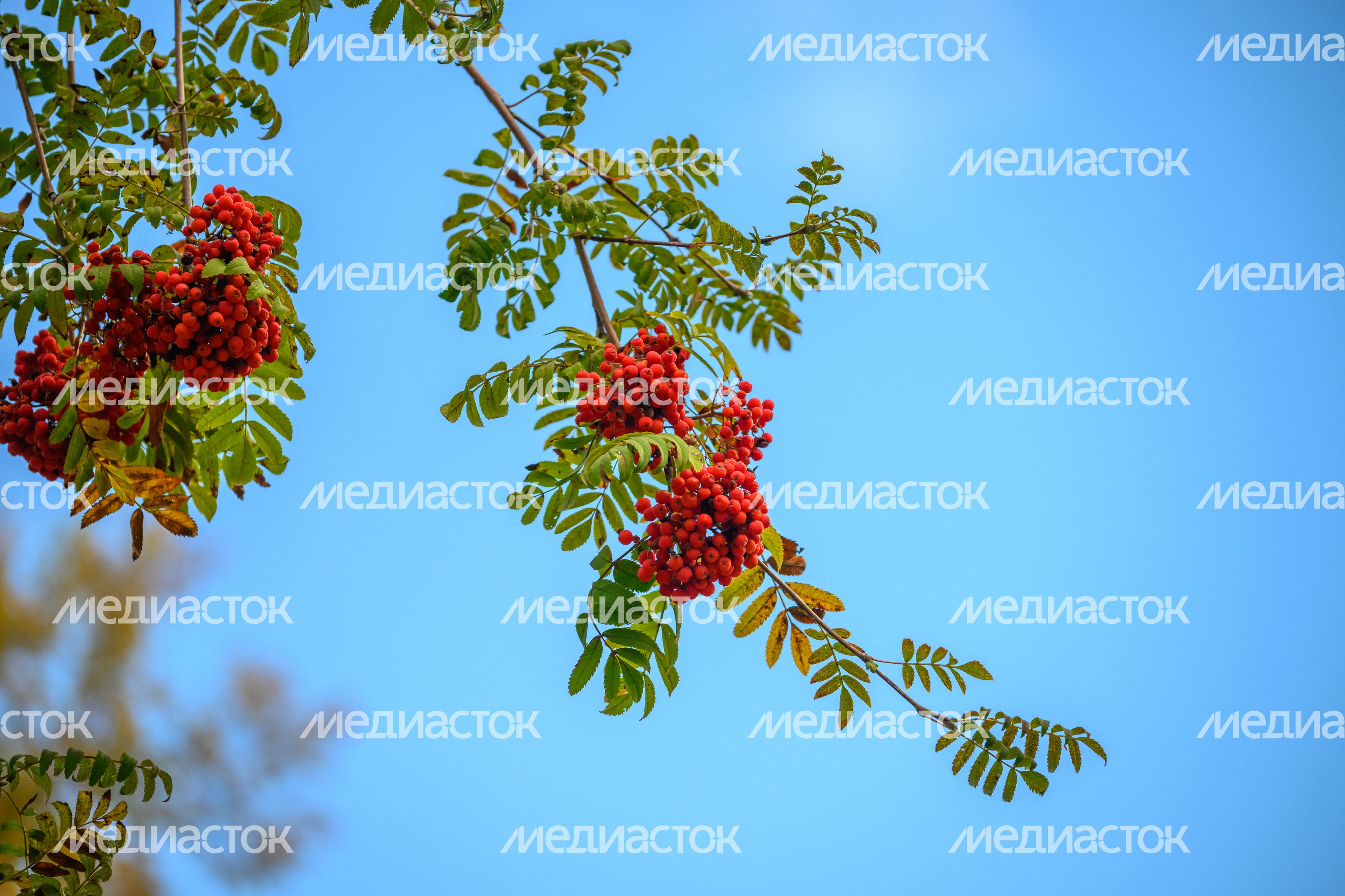 Раменский городской парк культуры и отдыха. Осень Раменский городской парк культуры и отдыха. Осень