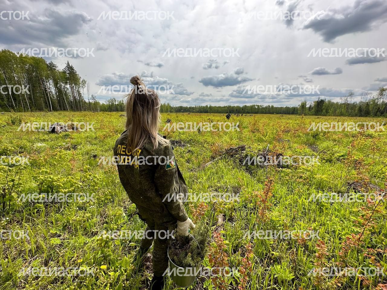 Настроение "Лес Будущего"-2024