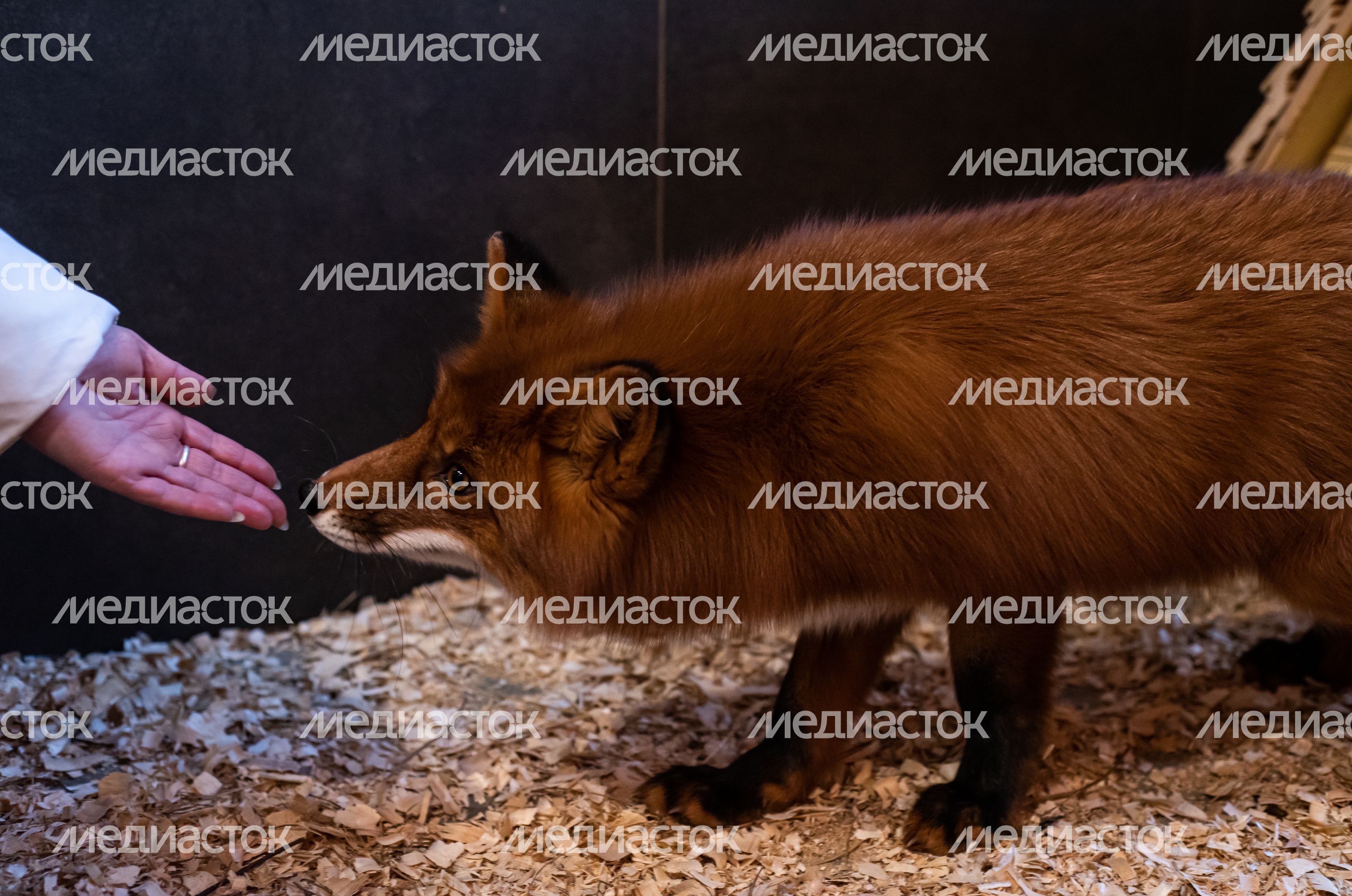 ЗооСад Конноспортивного комплекса «Дивный»