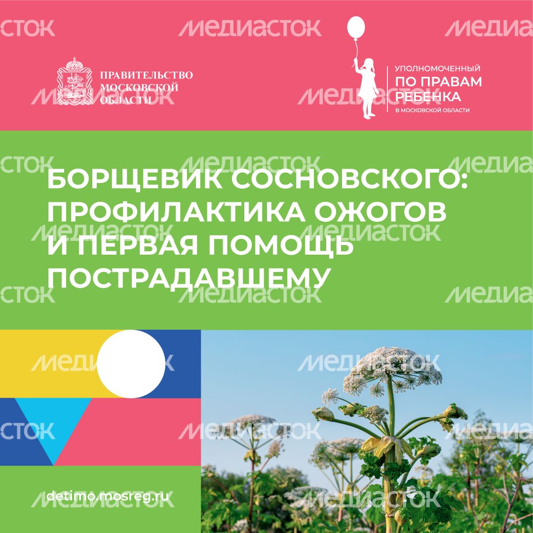 Квадрат_Борщевик Сосновского_01.png