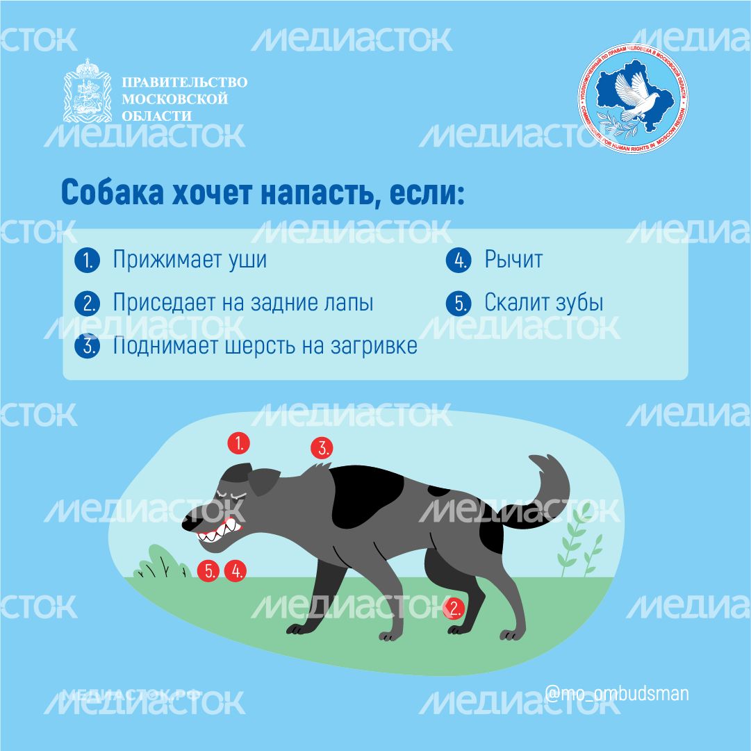 Осторожно злая собака квадрат 05 Осторожно злая собака квадрат 05