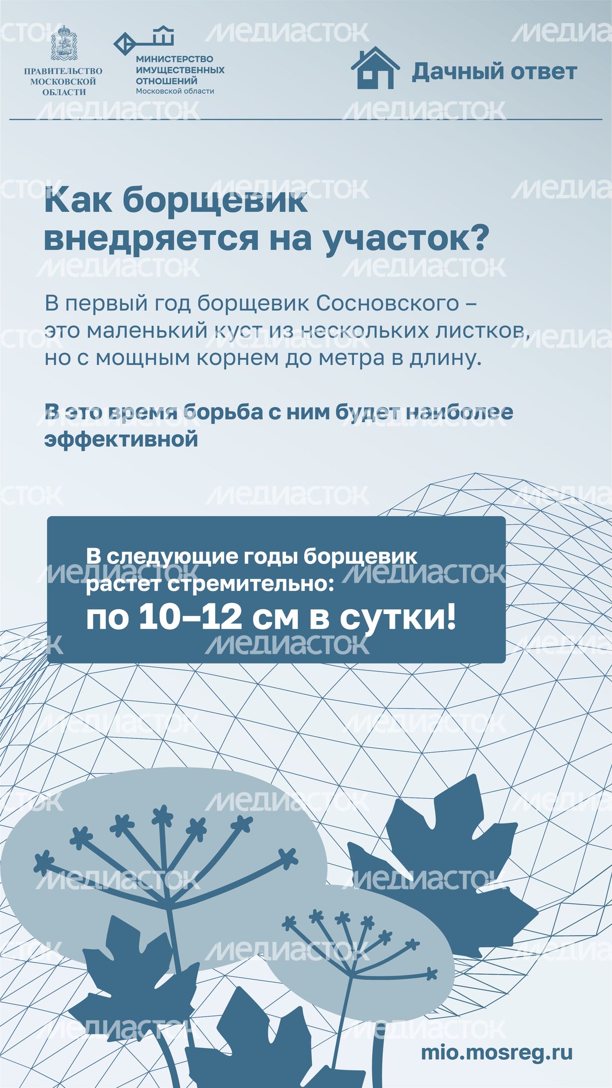 Дачный ответ_борщевик-01.jpg