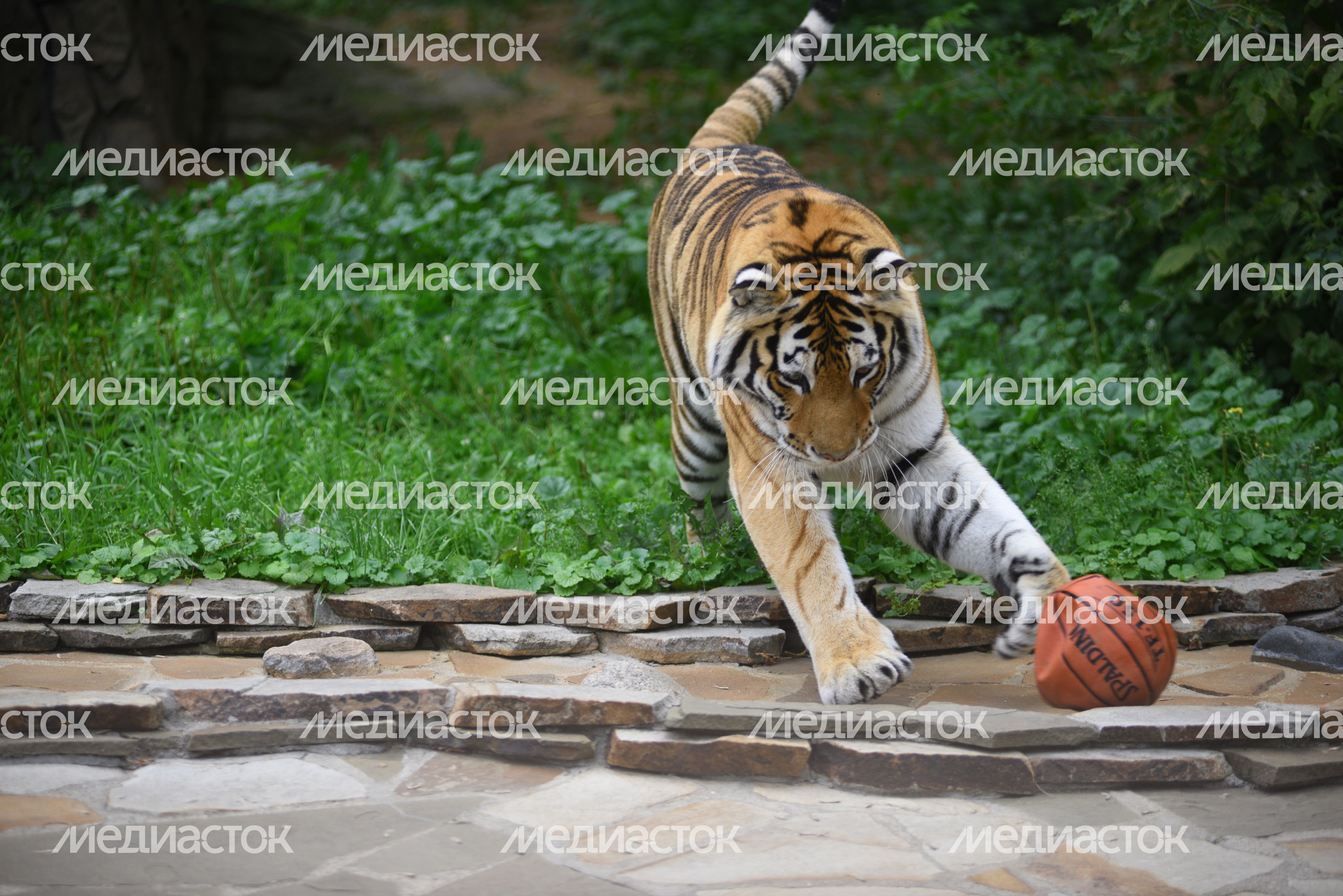Тигрица Принцесса в Московском зоопарке Тигрица Принцесса в Московском зоопарке