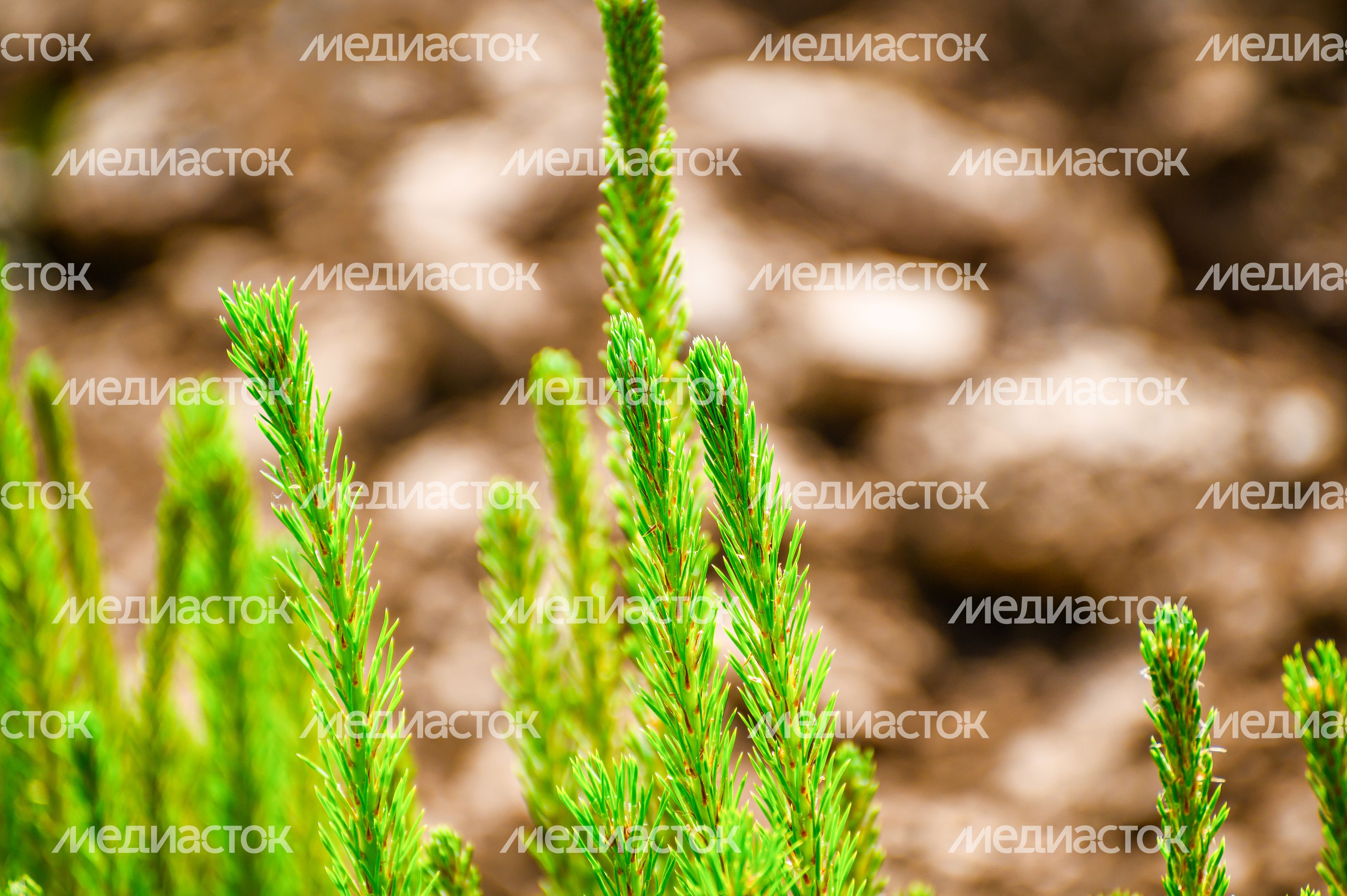 В Ульянинском питомнике Комлесхоза проводят уход за сеянцами ели и сосны В Ульянинском питомнике Комлесхоза проводят уход за сеянцами ели и сосны