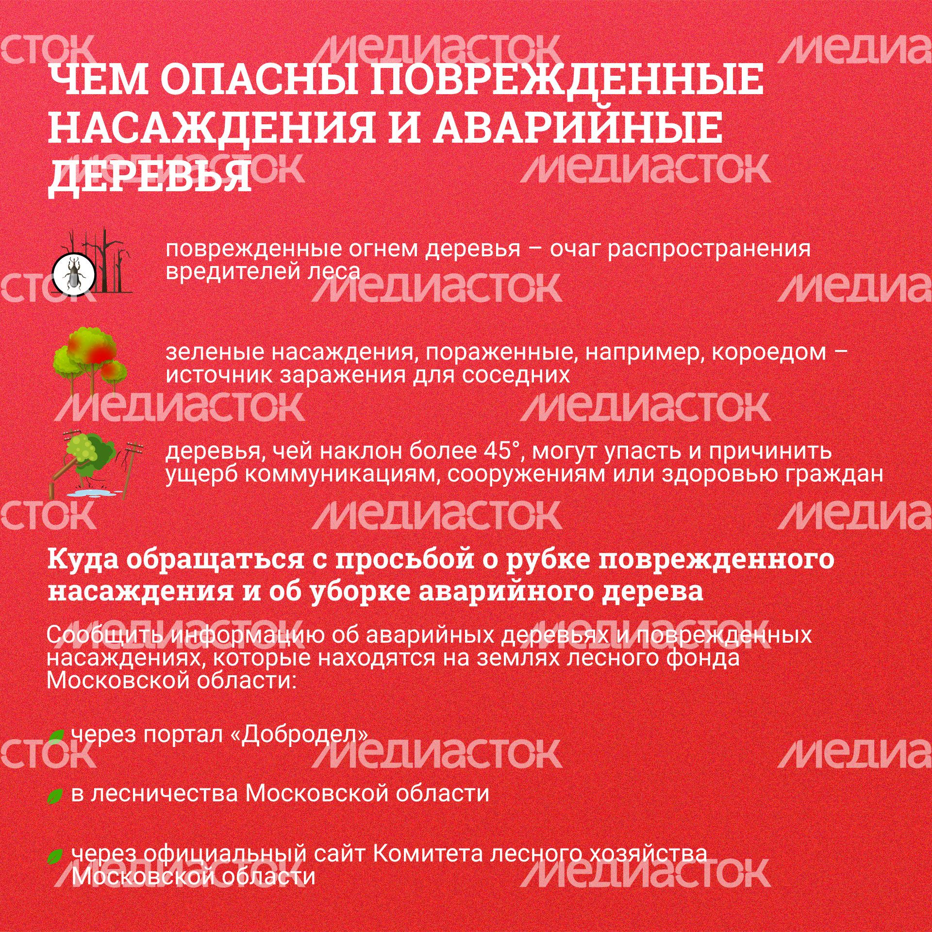 Квадрат_-аварийные-деревья_03.jpg
