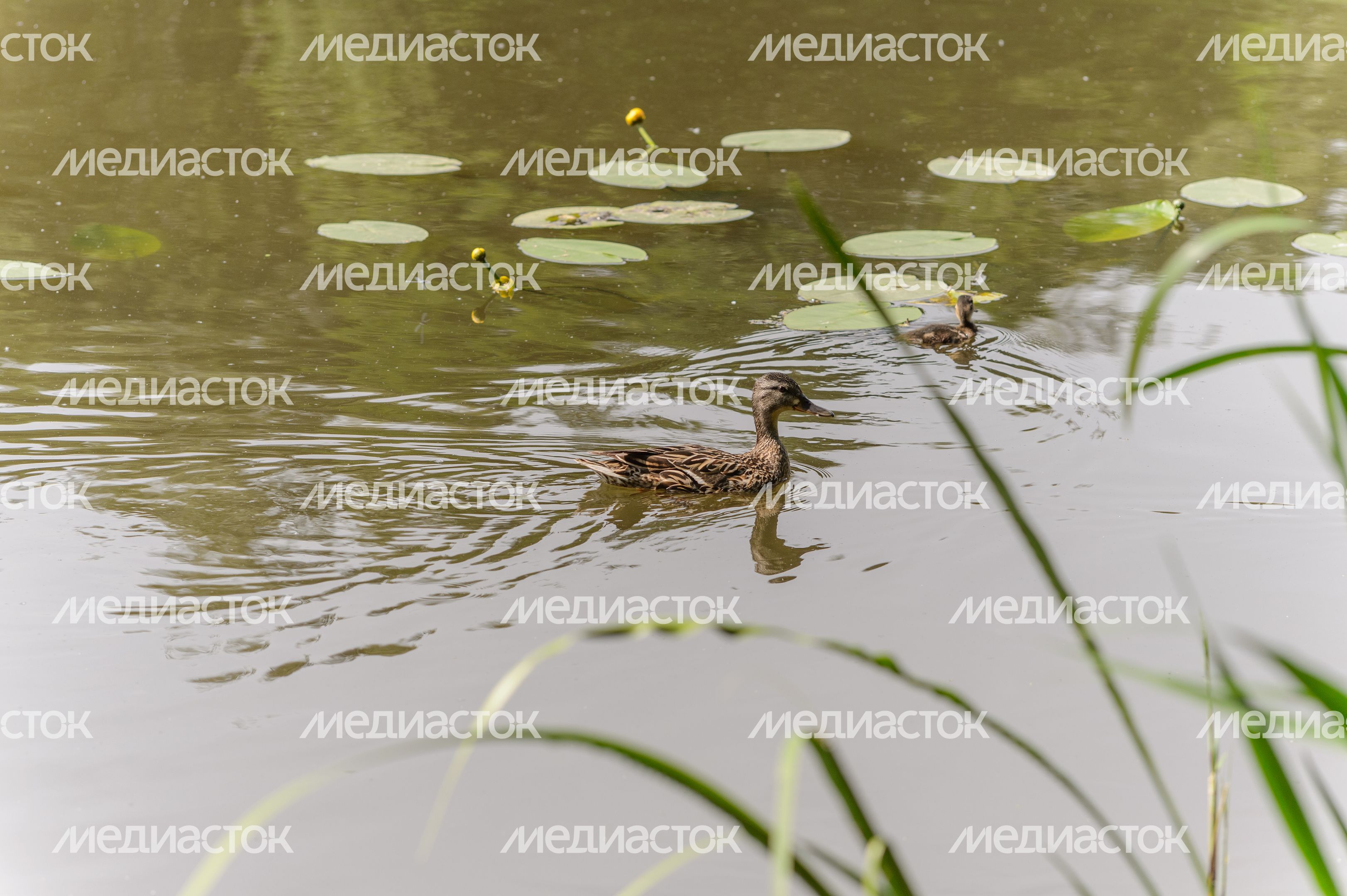 Мост Влюбленных