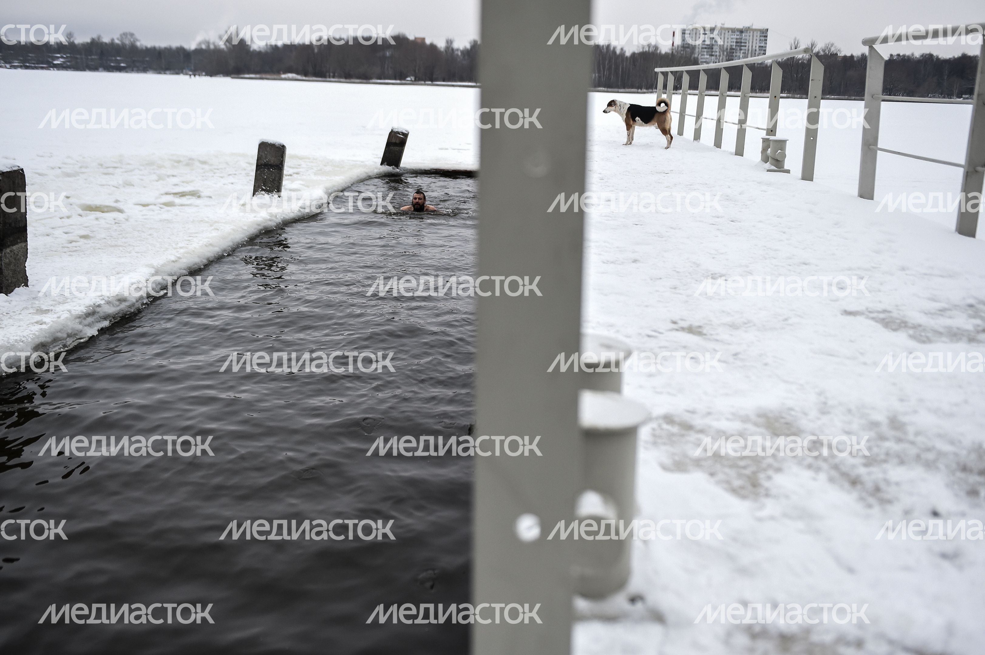 Купание моржей в Долгопрудном