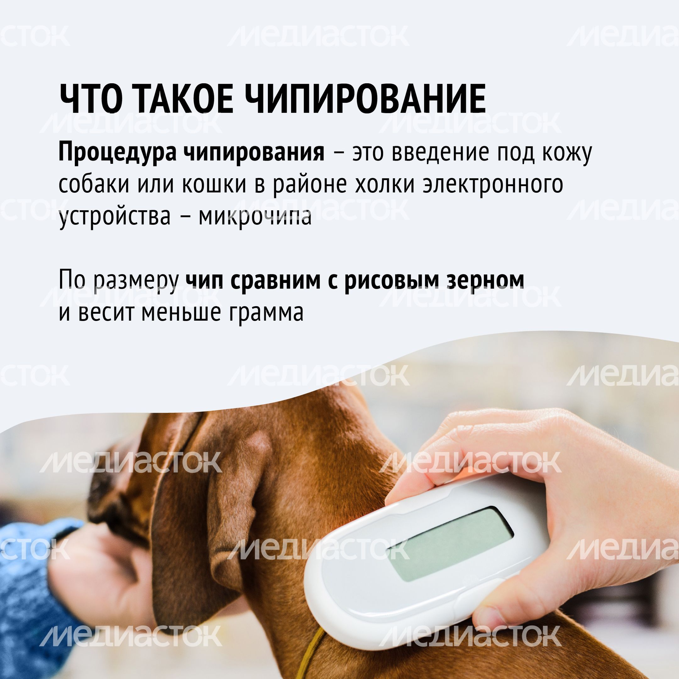 Чипирование-15.jpg
